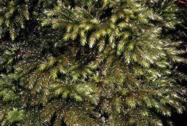 APII jpeg image of Hypnodendron comosum  © contact APII