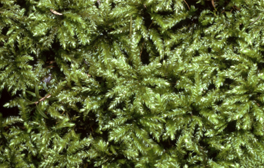 APII jpeg image of Hypnodendron vitiense  © contact APII