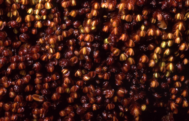 APII jpeg image of Jamesoniella colorata  © contact APII