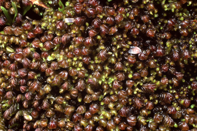 APII jpeg image of Jamesoniella colorata  © contact APII