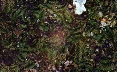 APII jpeg image of Lethocolea squamata  © contact APII