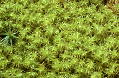 APII jpeg image of Leptodontium paradoxum  © contact APII