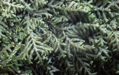 APII jpeg image of Lepidozia ulothrix  © contact APII