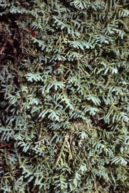 APII jpeg image of Lepidozia glaucophylla  © contact APII