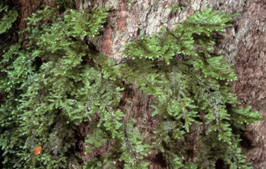 APII jpeg image of Lopidium concinnum  © contact APII