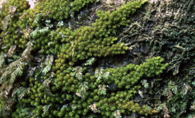 APII jpeg image of Macromitrium archeri  © contact APII