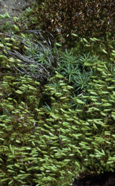 APII jpeg image of Schizymenium bryoides  © contact APII