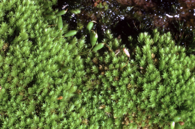 APII jpeg image of Schizymenium bryoides  © contact APII