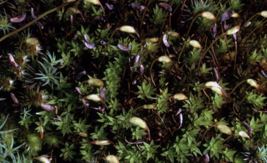 APII jpeg image of Notoligotrichum crispulum  © contact APII