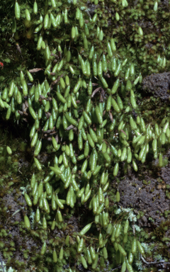 APII jpeg image of Schizymenium bryoides  © contact APII