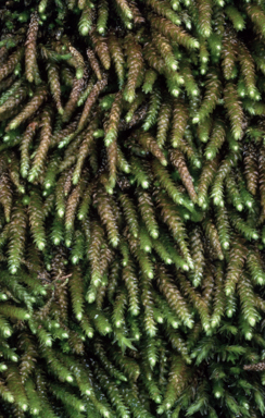 APII jpeg image of Pseudoleskeopsis imbricata  © contact APII