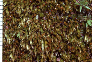 APII jpeg image of Pleuridium subulatum  © contact APII