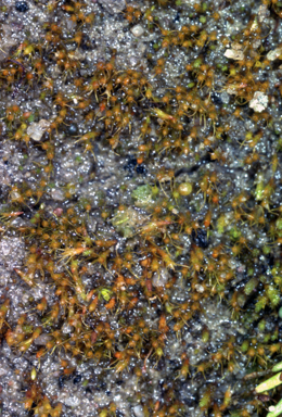 APII jpeg image of Pleuridium nervosum  © contact APII