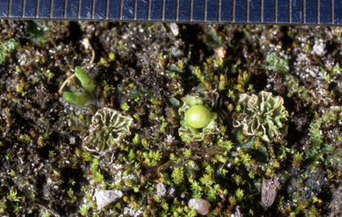 APII jpeg image of Petalophyllum preissii  © contact APII