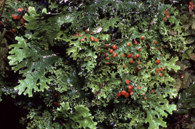 APII jpeg image of Pseudocyphellaria multifida  © contact APII