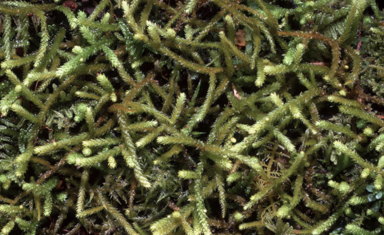 APII jpeg image of Papillaria flavolimbata  © contact APII