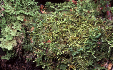 APII jpeg image of Papillaria flavolimbata  © contact APII