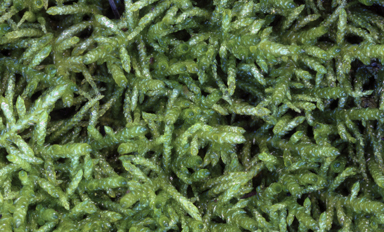 APII jpeg image of Pseudoscleropodium purum  © contact APII