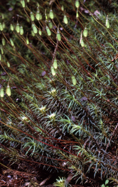 APII jpeg image of Polytrichadelphus magellanicus  © contact APII