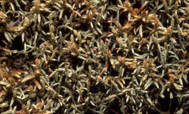 APII jpeg image of Rhacocarpus purpurascens  © contact APII