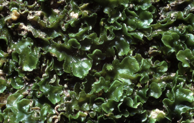 APII jpeg image of Riccardia rodwayi  © contact APII