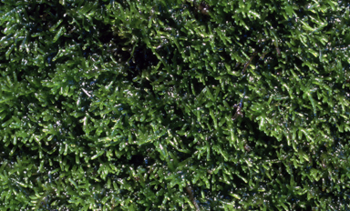 APII jpeg image of Riccardia aequicellularis  © contact APII