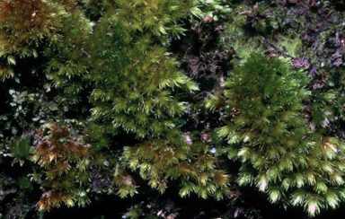 APII jpeg image of Sauloma tenella  © contact APII