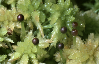APII jpeg image of Sphagnum cristatum  © contact APII