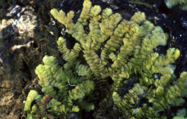 APII jpeg image of Spruceanthus thozetianus  © contact APII