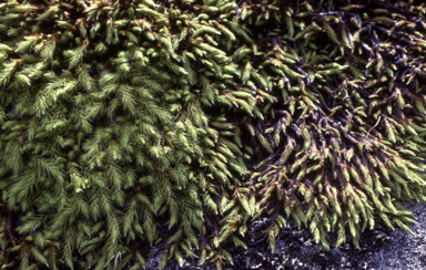 APII jpeg image of Sclerodontium palidum  © contact APII