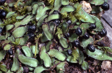 APII jpeg image of Targionia lorbeericina  © contact APII