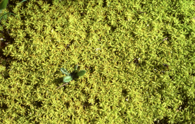 APII jpeg image of Barbula calycina  © contact APII