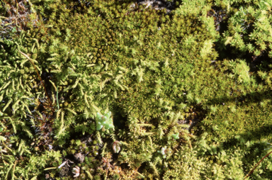 APII jpeg image of Tortella  © contact APII