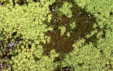 APII jpeg image of Barbula calycina  © contact APII