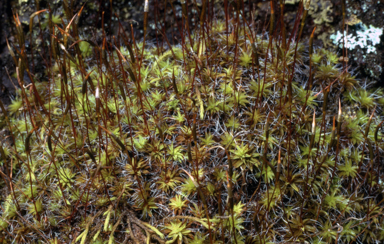 APII jpeg image of Tortula antartica  © contact APII