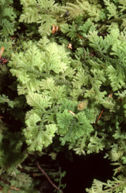 APII jpeg image of Trichocolea mollissima  © contact APII