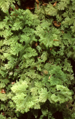 APII jpeg image of Trichocolea mollissima  © contact APII