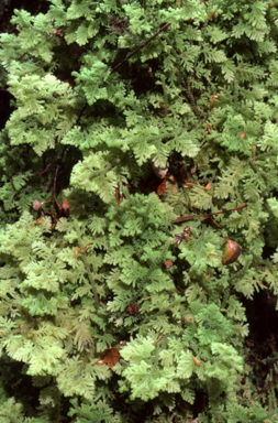 APII jpeg image of Trichocolea mollissima  © contact APII