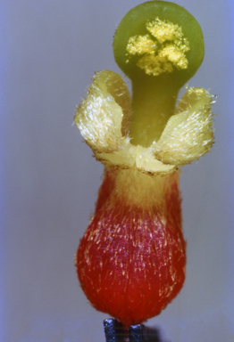 APII jpeg image of Grevillea aspera  © contact APII