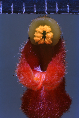 APII jpeg image of Grevillea saccata  © contact APII