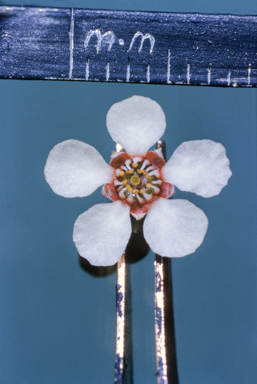 APII jpeg image of Leptospermum erubescens  © contact APII