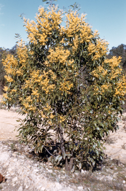 APII jpeg image of Acacia pycnantha  © contact APII