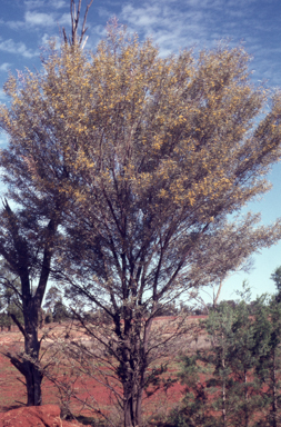 APII jpeg image of Acacia aneura  © contact APII
