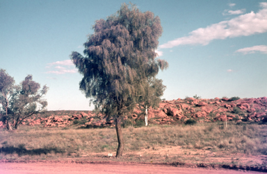 APII jpeg image of Acacia estrophiolata  © contact APII