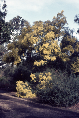 APII jpeg image of Acacia fimbriata  © contact APII