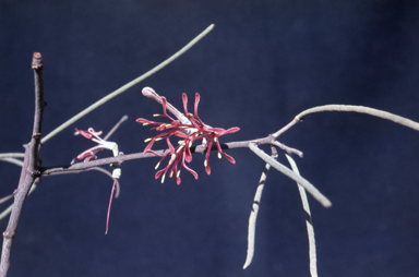 APII jpeg image of Amyema linophylla subsp. orientalis  © contact APII