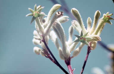 APII jpeg image of Anigozanthos flavidus  © contact APII