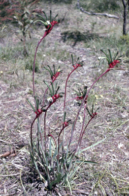APII jpeg image of Anigozanthos manglesii  © contact APII
