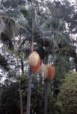 APII jpeg image of Archontophoenix cunninghamiana  © contact APII