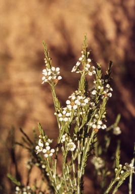 APII jpeg image of Hysterobaeckea behrii  © contact APII